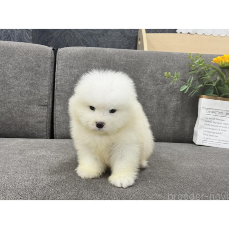 販売中の茨城県のサモエド-408847の4枚目