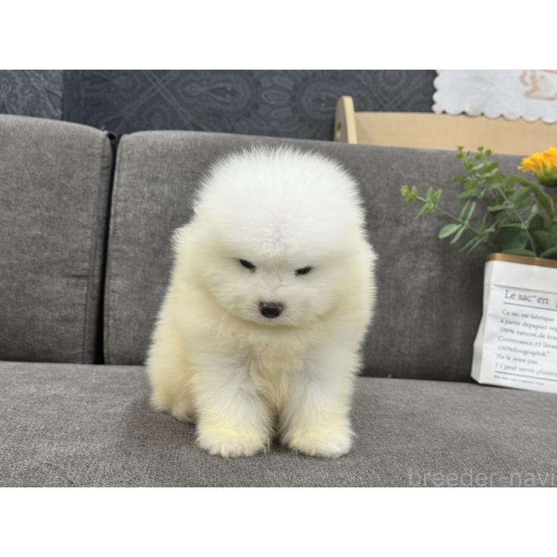販売中の茨城県のサモエド-408847の3枚目