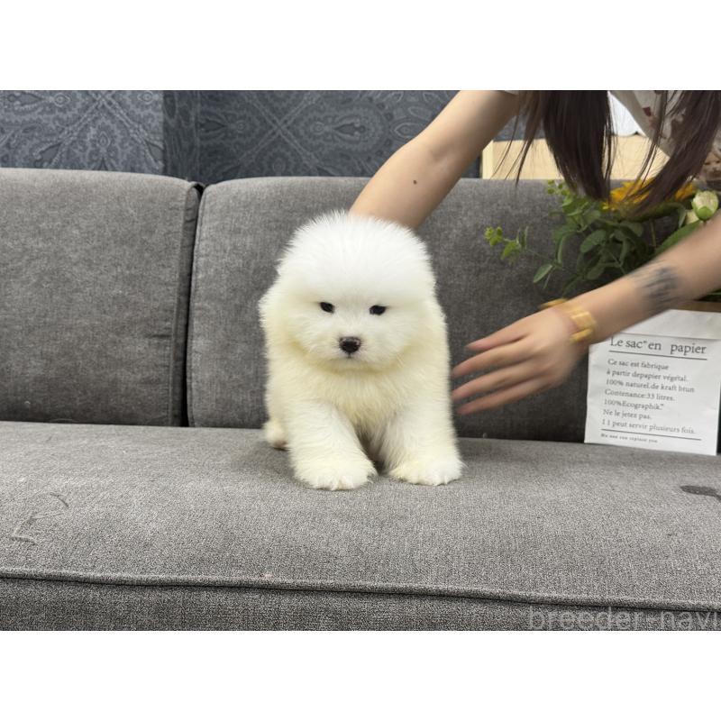 販売中の茨城県のサモエド-408847の2枚目