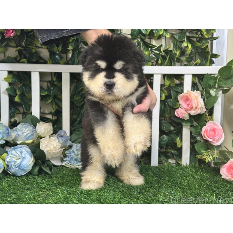 販売中の茨城県のアラスカンマラミュート-406255の5枚目