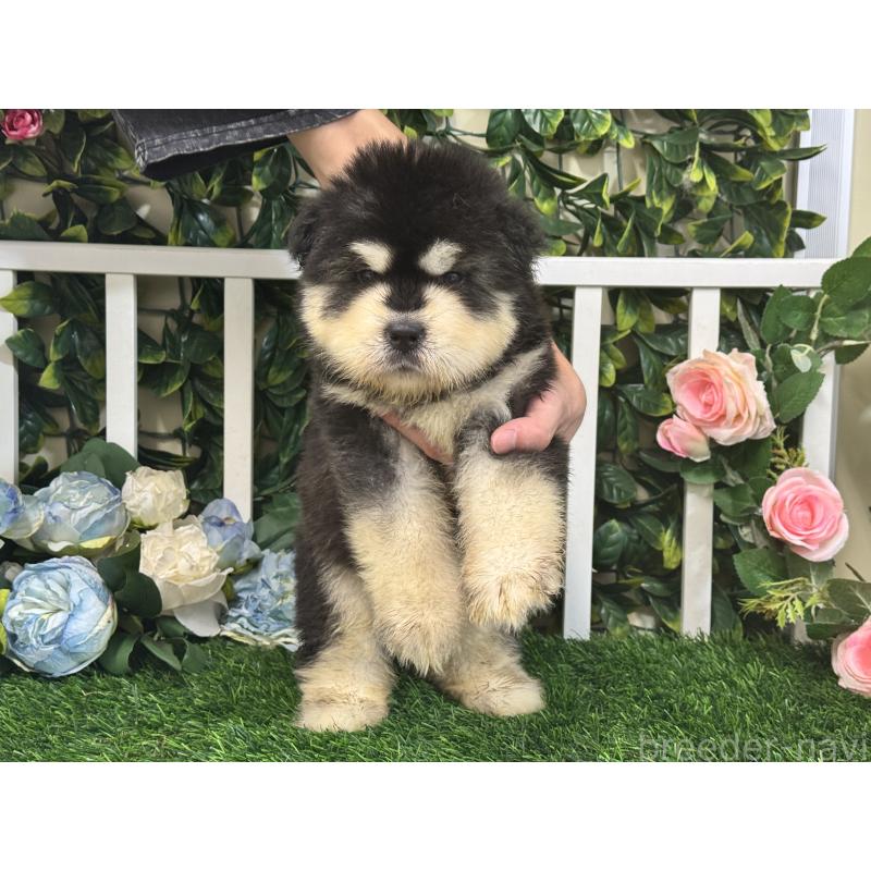 販売中の茨城県のアラスカンマラミュート-406255の4枚目