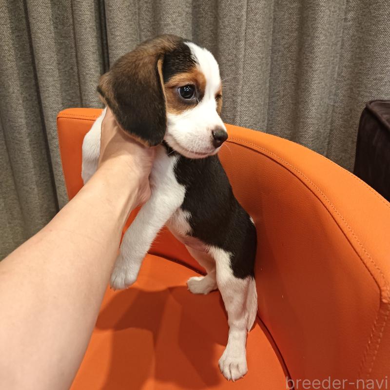 成約済の山口県のビーグル-406766の2枚目