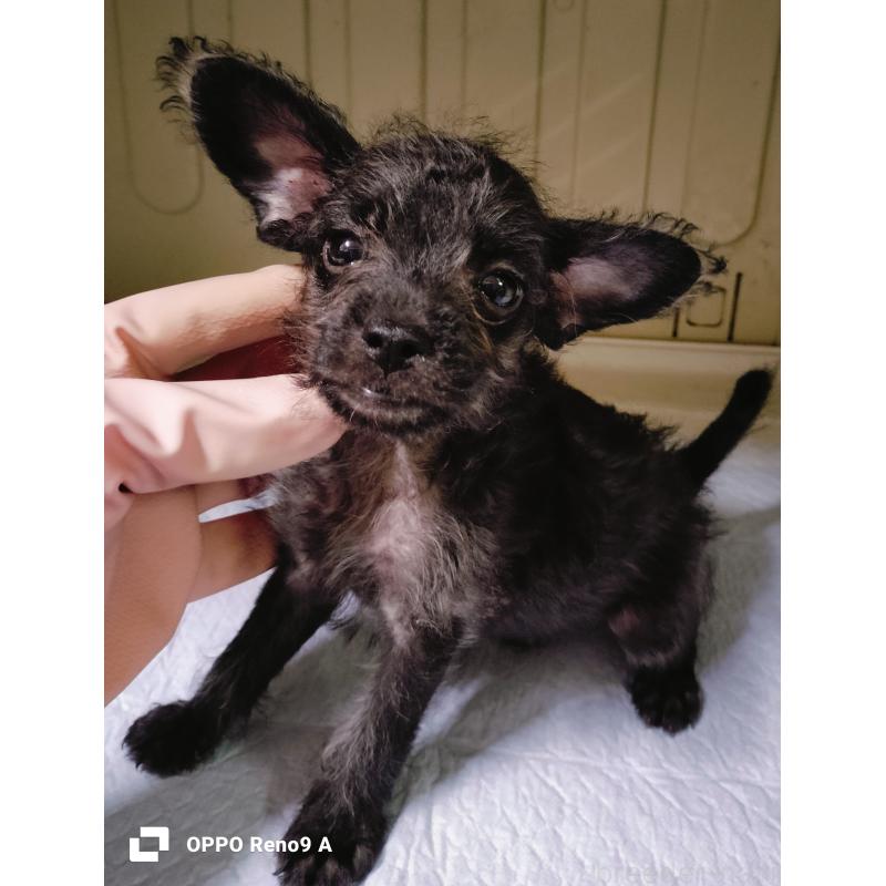 販売中の沖縄県のミックス犬-408851の4枚目