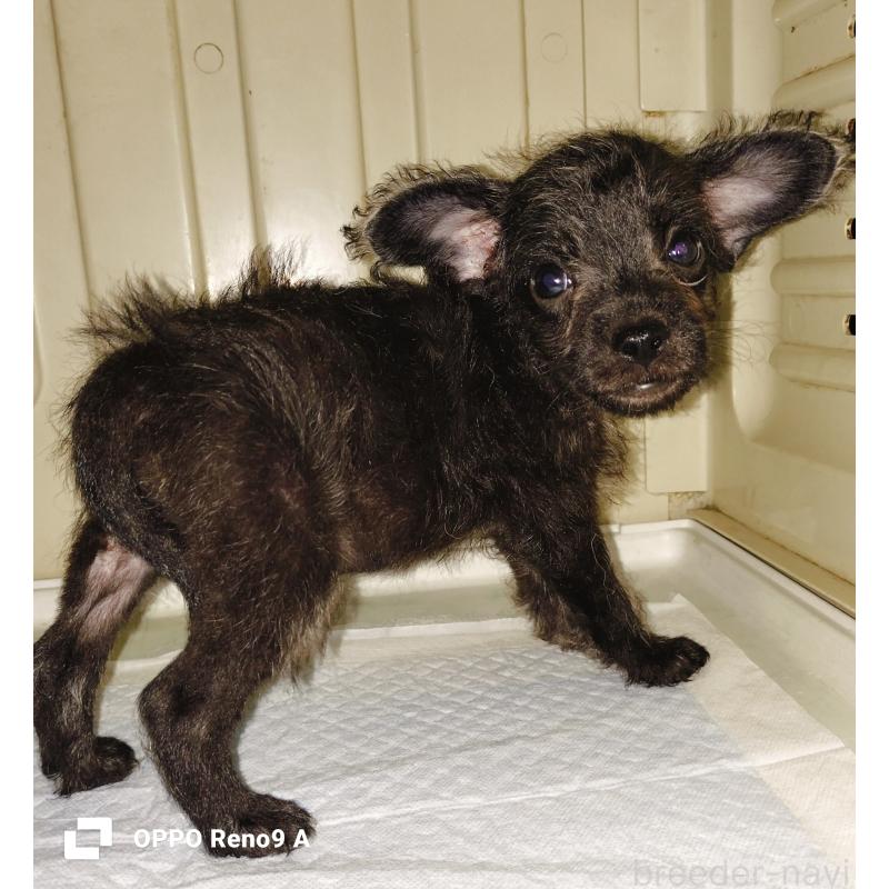 販売中の沖縄県のミックス犬-408851の3枚目
