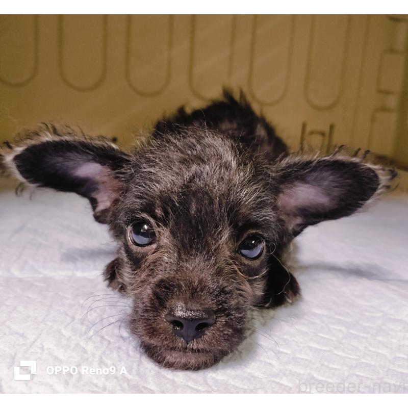 販売中の沖縄県のミックス犬-408851の2枚目