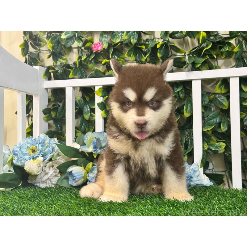 販売中の茨城県のアラスカンマラミュート-408856の5枚目