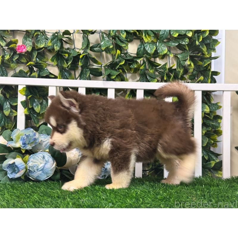 販売中の茨城県のアラスカンマラミュート-408856の3枚目
