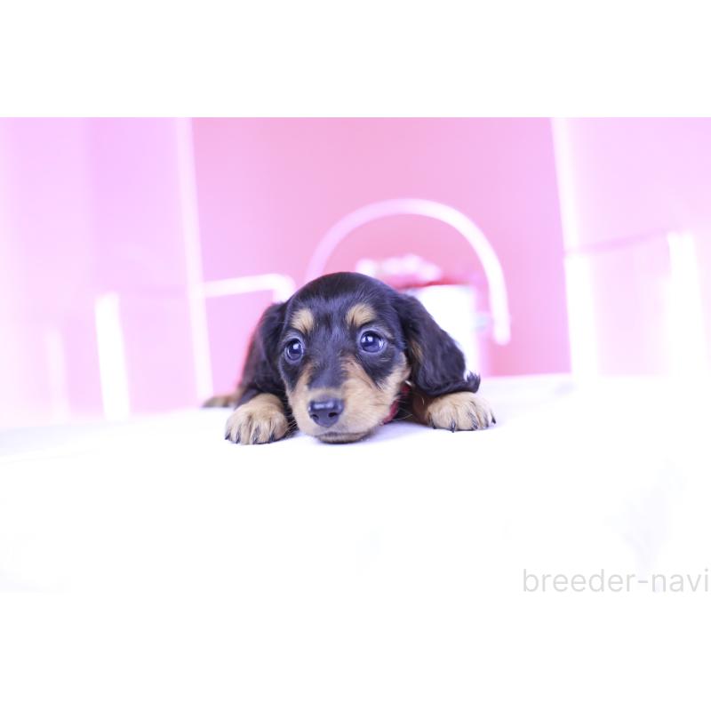 成約済の愛知県のミニチュアダックスフンド(ロングヘアード)-406252の15枚目