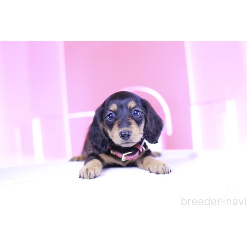 成約済の愛知県のミニチュアダックスフンド(ロングヘアード)-406252の14枚目