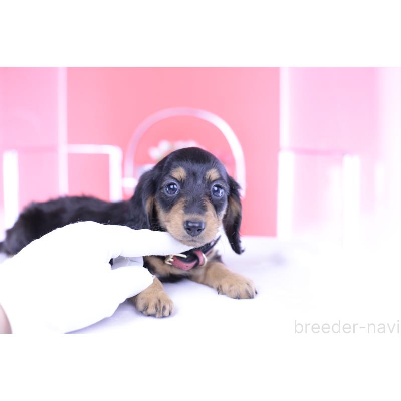 成約済の愛知県のミニチュアダックスフンド(ロングヘアード)-406252の11枚目