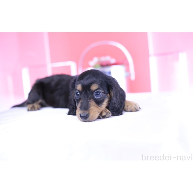 成約済の愛知県のミニチュアダックスフンド(ロングヘアード)-406252の10枚目