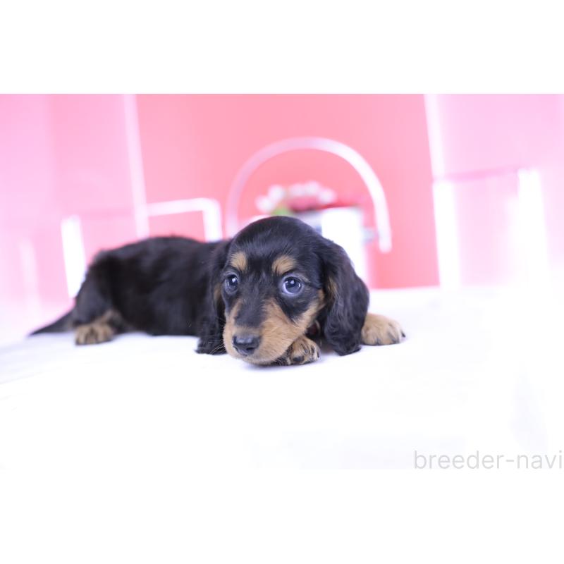 成約済の愛知県のミニチュアダックスフンド(ロングヘアード)-406252の9枚目