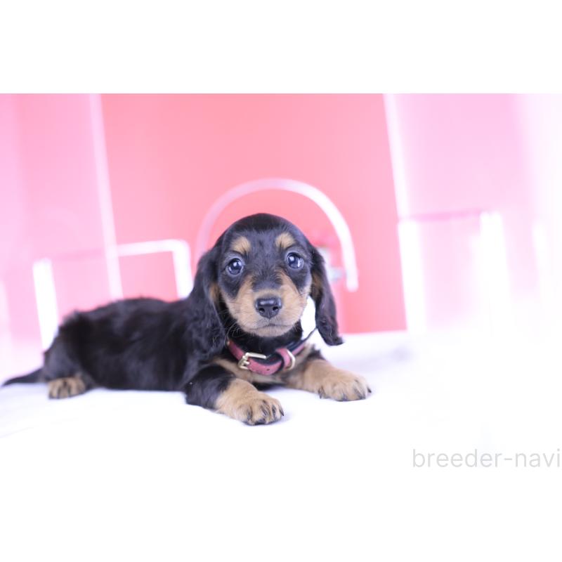 成約済の愛知県のミニチュアダックスフンド(ロングヘアード)-406252の8枚目