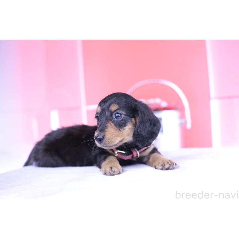 成約済の愛知県のミニチュアダックスフンド(ロングヘアード)-406252の7枚目