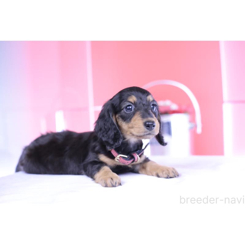 成約済の愛知県のミニチュアダックスフンド(ロングヘアード)-406252の6枚目