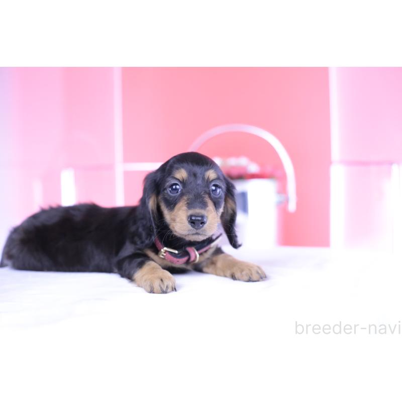 成約済の愛知県のミニチュアダックスフンド(ロングヘアード)-406252の5枚目