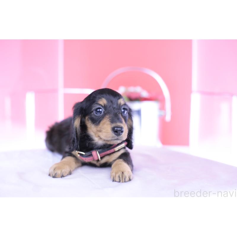 成約済の愛知県のミニチュアダックスフンド(ロングヘアード)-406252の4枚目