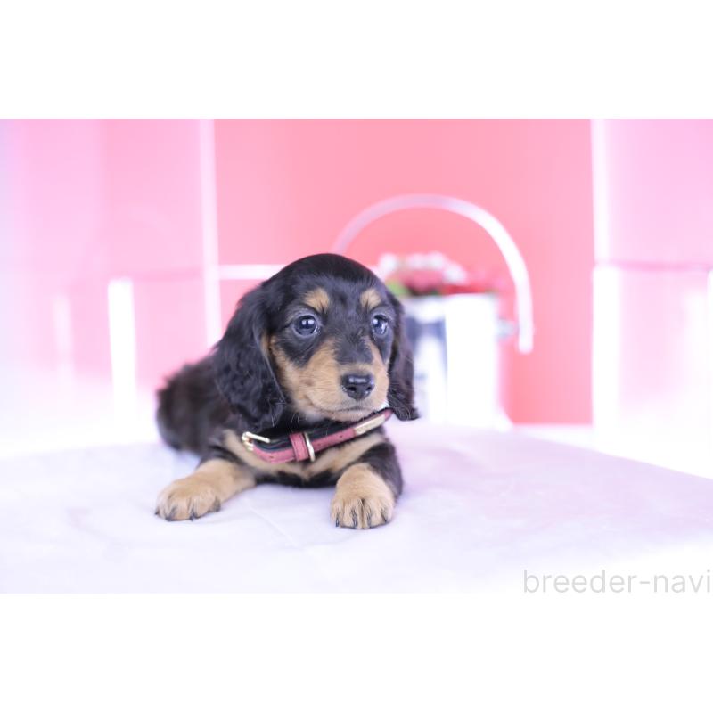 成約済の愛知県のミニチュアダックスフンド(ロングヘアード)-406252の3枚目