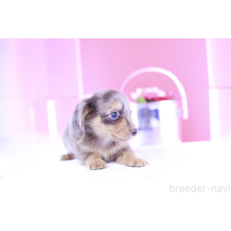 成約済の愛知県のミニチュアダックスフンド(ロングヘアード)-406244の11枚目