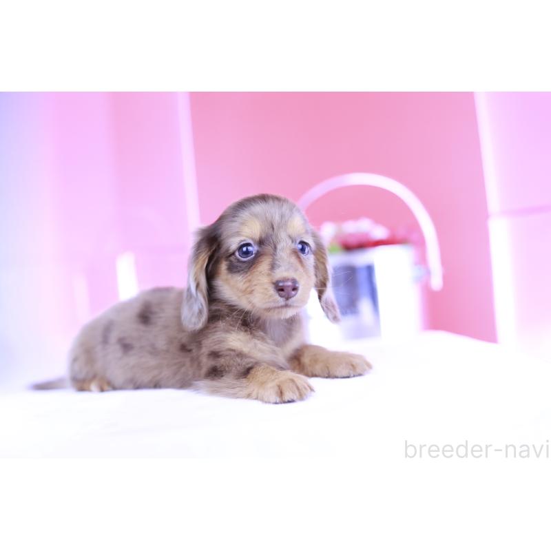 成約済の愛知県のミニチュアダックスフンド(ロングヘアード)-406244の8枚目