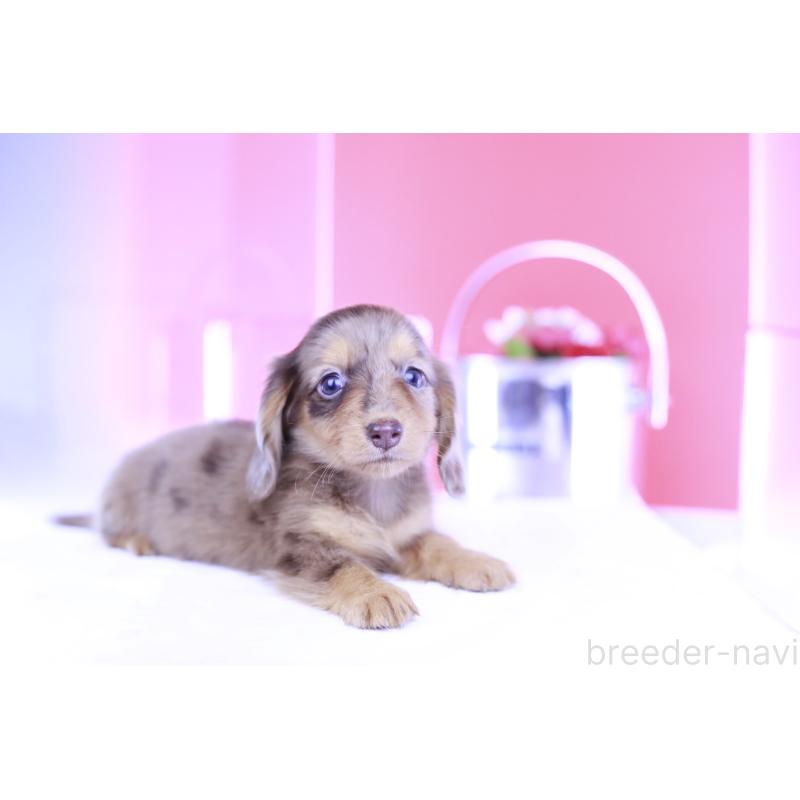 成約済の愛知県のミニチュアダックスフンド(ロングヘアード)-406244の7枚目