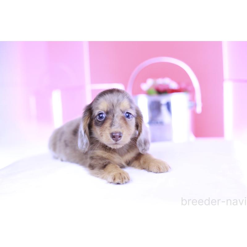 成約済の愛知県のミニチュアダックスフンド(ロングヘアード)-406244の4枚目