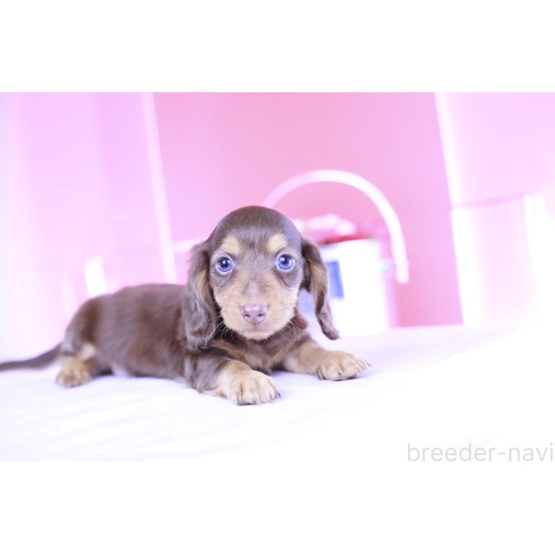 成約済の愛知県のミニチュアダックスフンド(ロングヘアード)-406239の13枚目