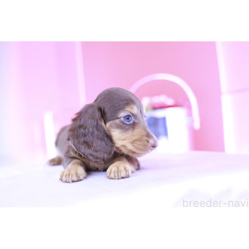 成約済の愛知県のミニチュアダックスフンド(ロングヘアード)-406239の7枚目