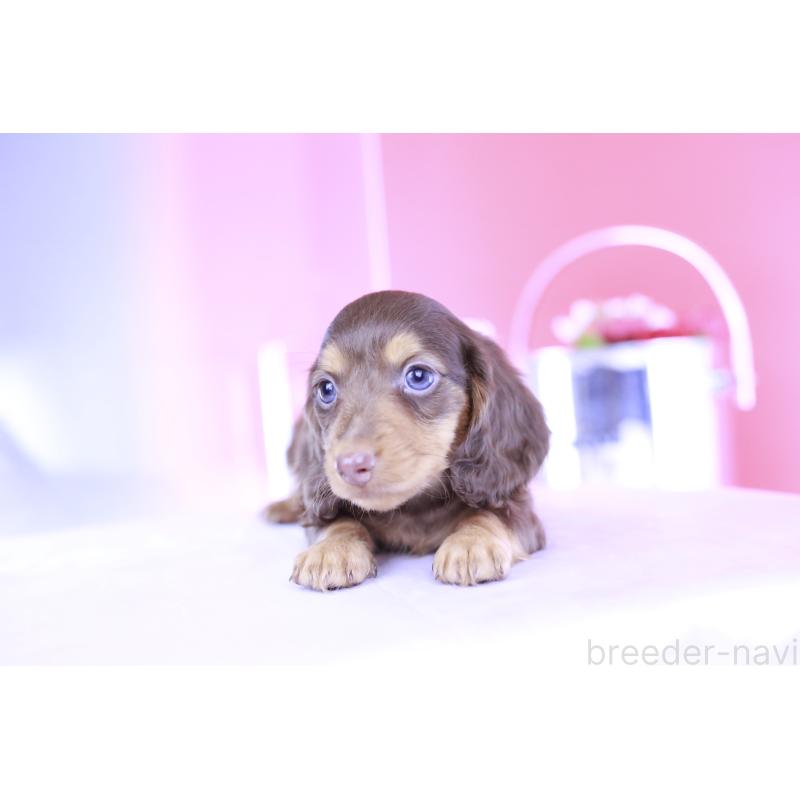 成約済の愛知県のミニチュアダックスフンド(ロングヘアード)-406239の6枚目