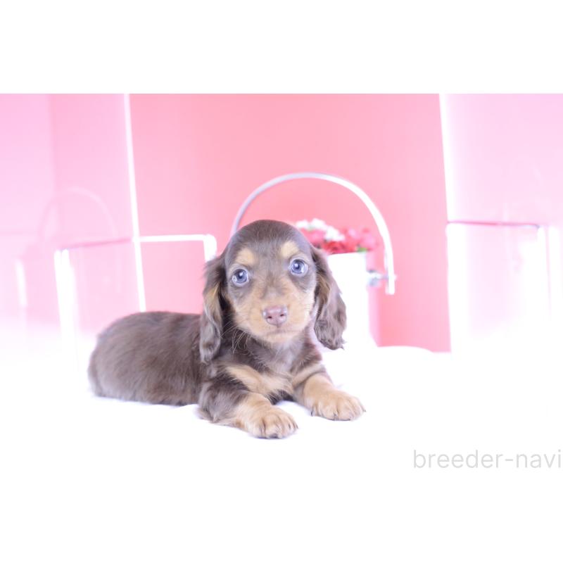 成約済の愛知県のミニチュアダックスフンド(ロングヘアード)-406239の2枚目