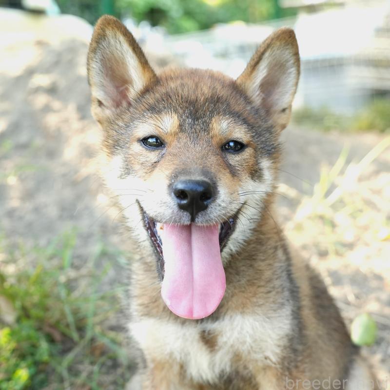 販売中の千葉県の柴犬-408687の1枚目