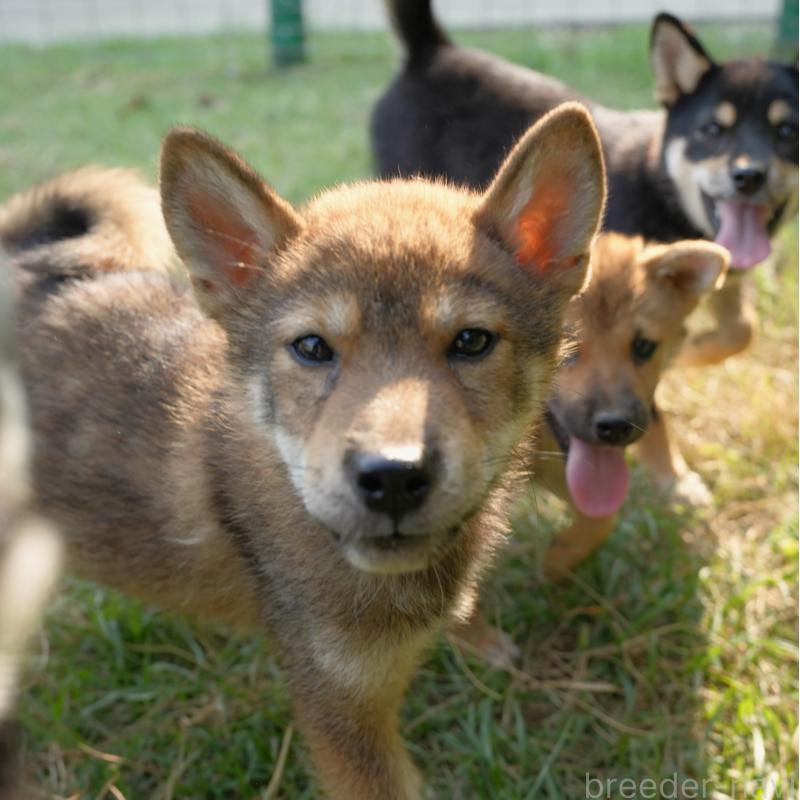 販売中の千葉県の柴犬-408687の9枚目
