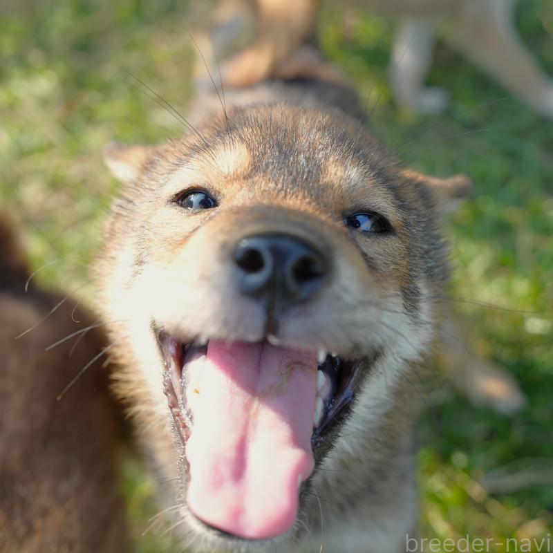 販売中の千葉県の柴犬-408687の7枚目