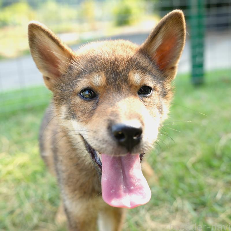 販売中の千葉県の柴犬-408687の6枚目