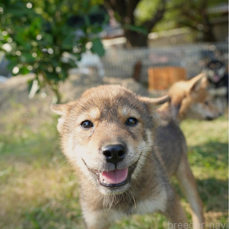 販売中の千葉県の柴犬-408687の5枚目
