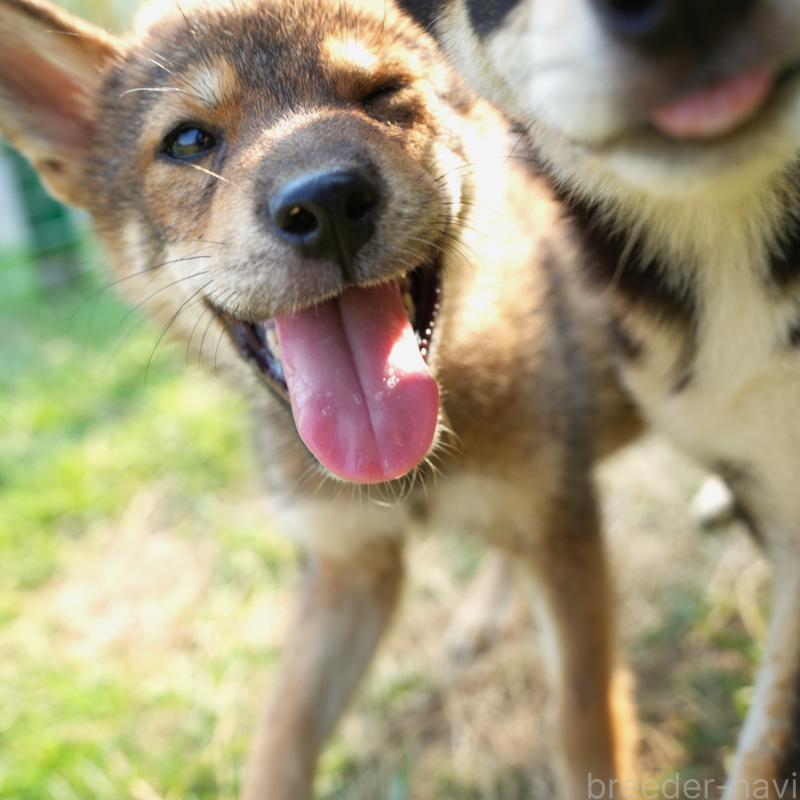 販売中の千葉県の柴犬-408687の4枚目