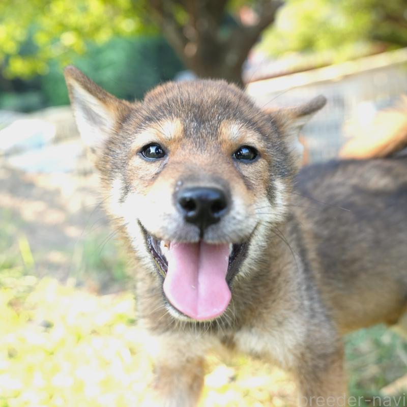 販売中の千葉県の柴犬-408687の3枚目