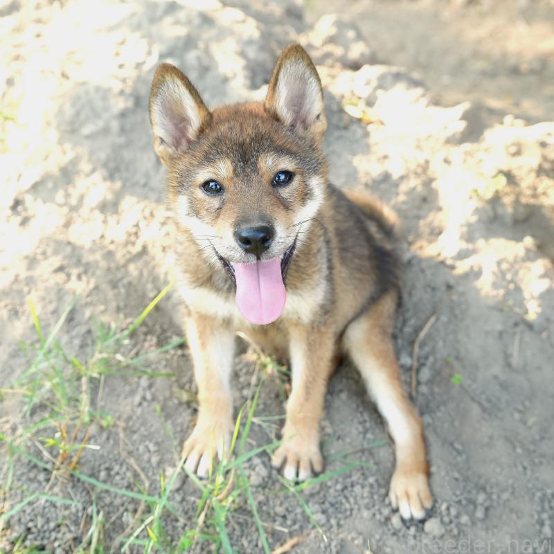 販売中の千葉県の柴犬-408687の2枚目
