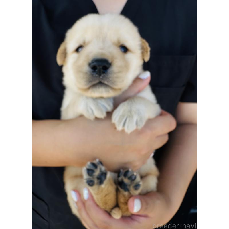 販売中の徳島県のミックス犬-408700の5枚目