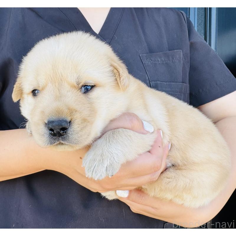 販売中の徳島県のミックス犬-408700の3枚目