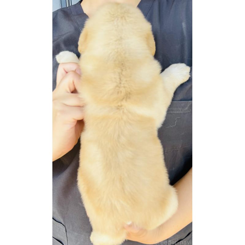 販売中の徳島県のミックス犬-408700の2枚目