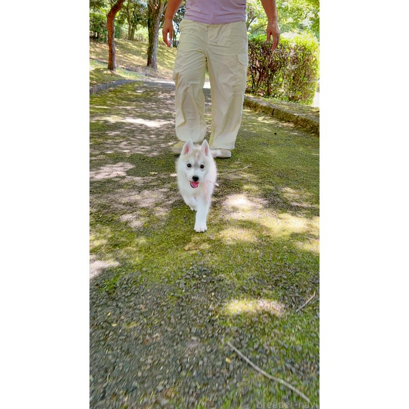 販売中の岐阜県のシベリアンハスキー-398379の10枚目