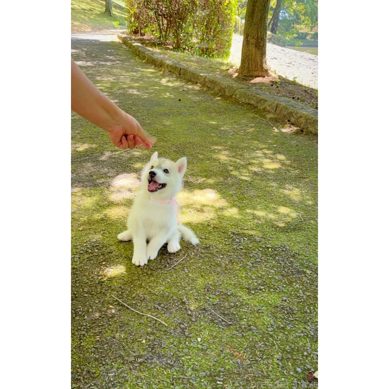 販売中の岐阜県のシベリアンハスキー-398379の7枚目