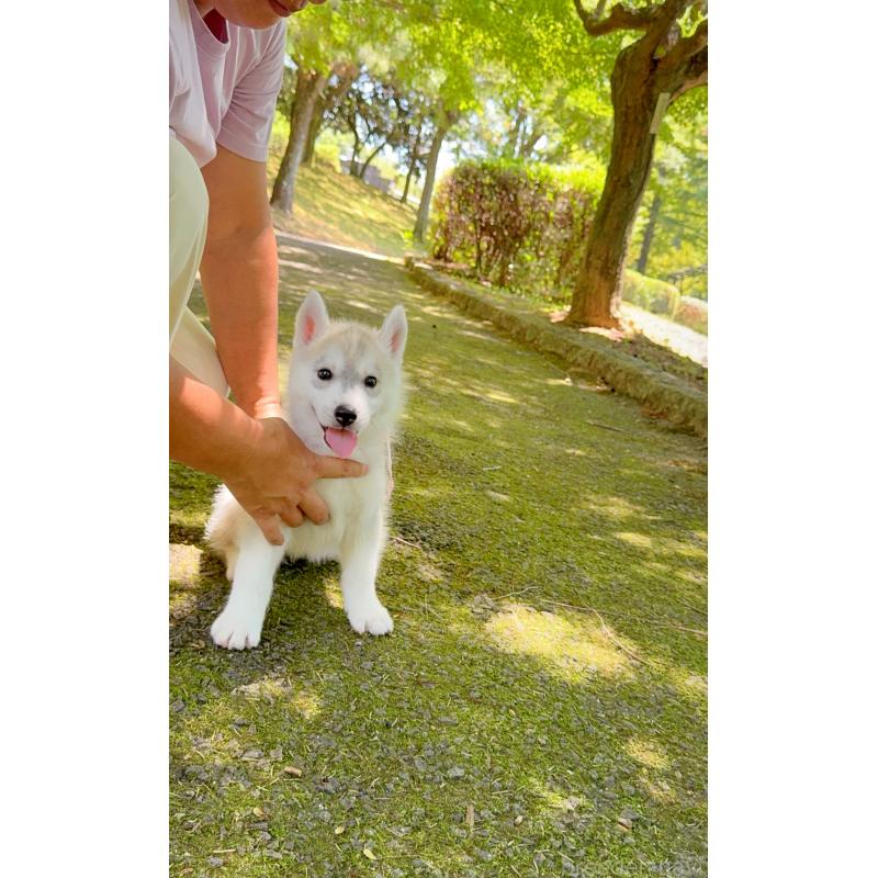 販売中の岐阜県のシベリアンハスキー-398379の5枚目