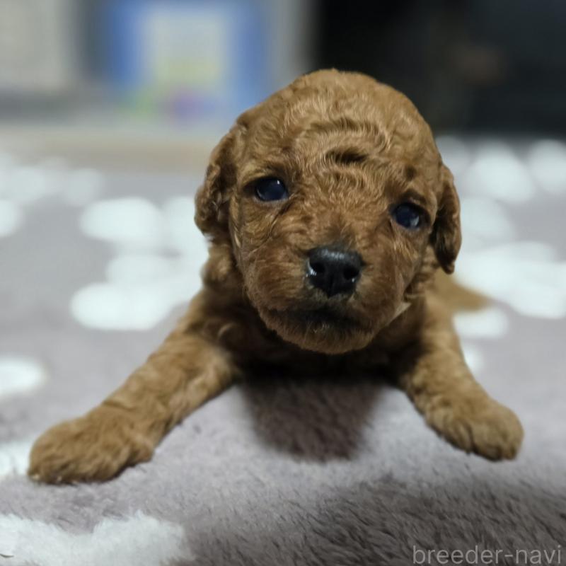成約済の岡山県のトイプードル-406996の10枚目