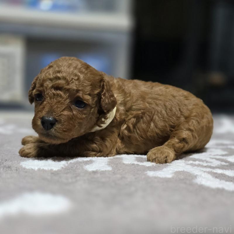 成約済の岡山県のトイプードル-406996の9枚目