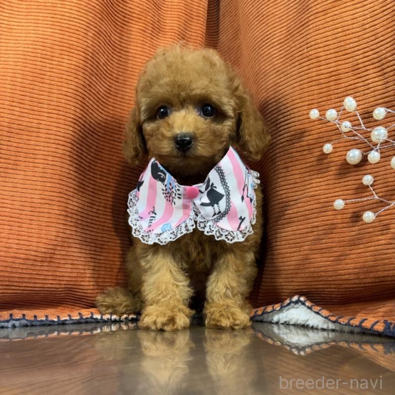 販売中の茨城県のトイプードル-408904の4枚目