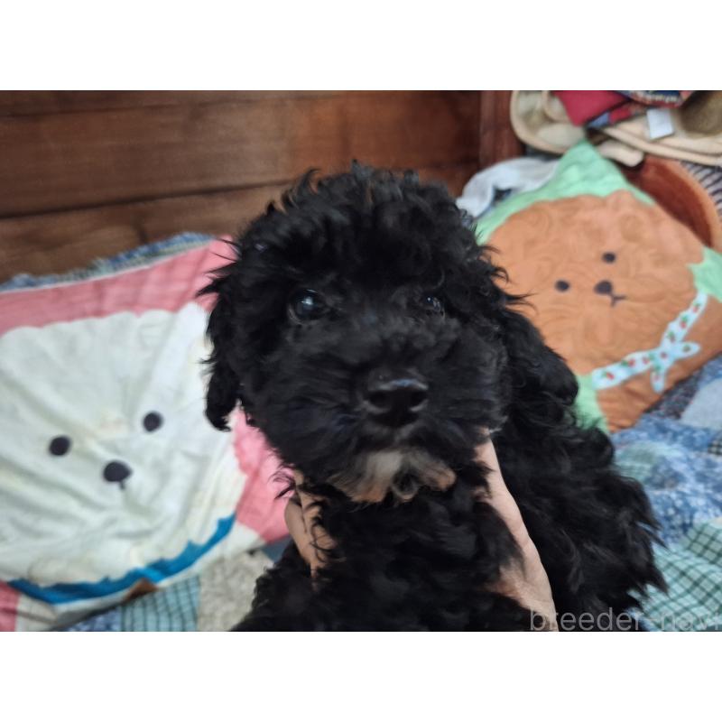 成約済の長野県のトイプードル-408925の5枚目