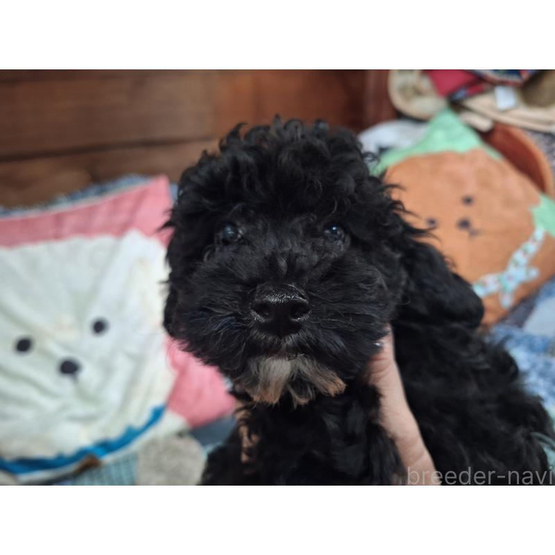 成約済の長野県のトイプードル-408925の4枚目