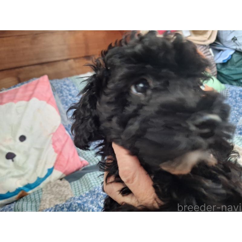 成約済の長野県のトイプードル-408925の3枚目